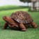 Garden figure "Medium" turtle "brown,