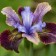Iris Siberian Black Joker, Rr. I, 1 pc, spring 2025