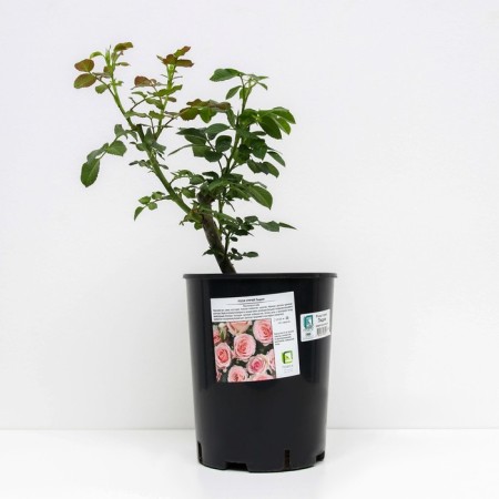 Rose spray Lydia, C3.5 pot, H15-25 height, 1 pc, summer 2024-1