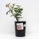Rose spray Lydia, C3.5 pot, H15-25 height, 1 pc, summer 2024