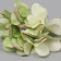 A bud on the leg for decoration "Salad violet" d = 5 cm, h = 10 cm