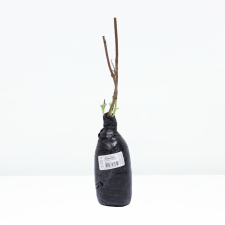 Black Black "Laciniat", 1 pc, tube, spring 2024-2