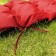 Willy pillow, size 50x180 cm