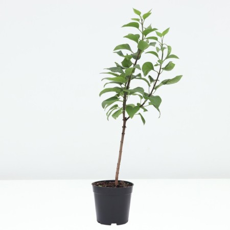 Ordinary Lilac Red Moscow, C1.3 pot, 1 pc, summer 2024-1