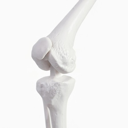 Model "Human Skeleton" 85cm-7