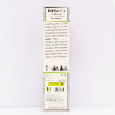 Barberry Tunberg Lux "Flamingo", tube, 1 pc, spring 2024-1