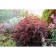 Bubblebridge Kalinolite Littl Engel, C3 pot, H10-50 height, 1 pc, summer 2024