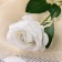 Artificial flowers "Rose charm" 6x46 cm, white