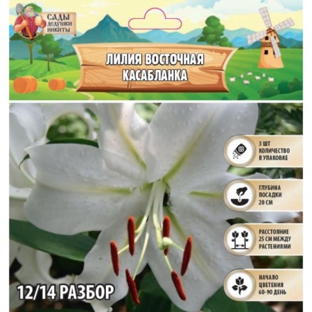 Lilia East "Casablanca", rr 12/14, 3 pcs, spring 2024