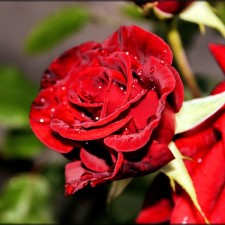 Seedling rose 