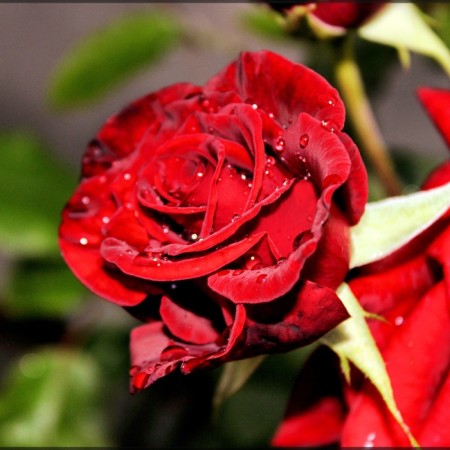 Seedling rose "Black Magic", tube, spring 2025