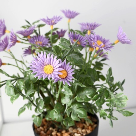 Bonsai in the pot "Chamomile Trushka" 9x22 cm, mix-1