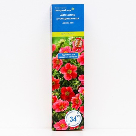 Lapceta shrubby (series Northern Garden) "Danny Battle", 1 pc, tube, spring 2025