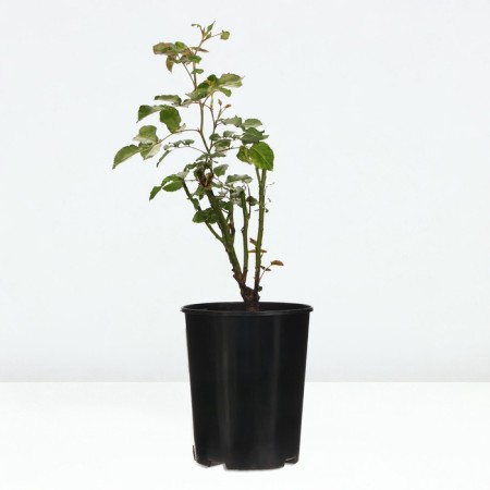 Celly Rosa seedling, pot of C4, summer 2024-3