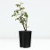 Celly Rosa seedling, pot of C4, summer 2024