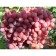 Veles Grapes seedling, 1 pc, spring 2024