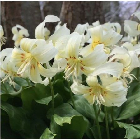 Kandyk California White Beauty, I Rr., 3 pcs, 20-25 h (cm), autumn 2024
