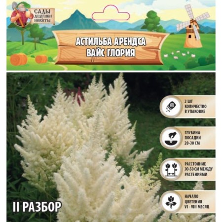 Astilba Lesson "Weisse Gloria" rr II, 2 pcs, spring 2024