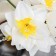 Artificial Flowers "Narcissus" 60 cm, white