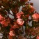 Bonsai in the pot "Charm" 10x22 cm, mix