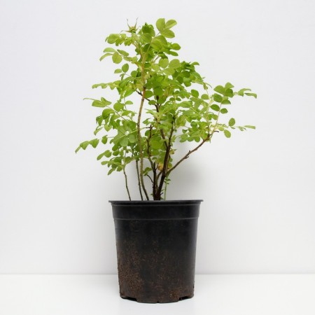Rose wrinkled alba, c3 pot, n10-50 height, 1 pc, summer 2024-1
