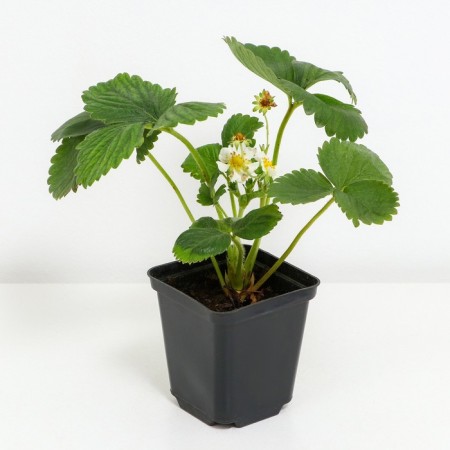 Strawberries Garden San Andreas, P9 Pot, 1 pc, summer 2024-1