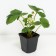 Strawberries Garden San Andreas, P9 Pot, 1 pc, summer 2024