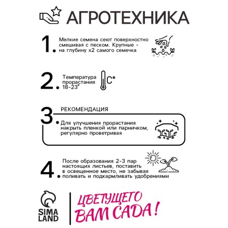 Flowers Cataranth Ampelus "Atlant", 10 pcs-3