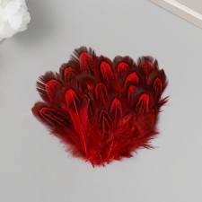 Decorative pheasant feather 
