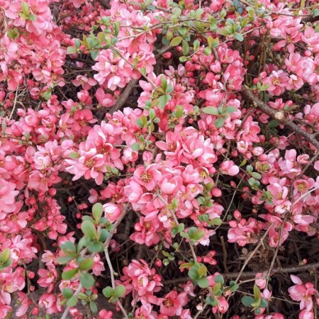 Seaver Henomeles/Aiva Middle "Pink Trail", P9 pot, summer 2024