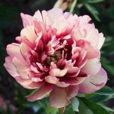 PION of the Hillary Hybrid, C3.5 pot, 1 pc, summer 2024