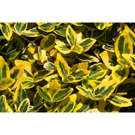 Birch Fortchun Emerald Gold, C2 pot, H10-50 height, 1 pc, summer 2024