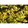 Birch Fortchun Emerald Gold, C2 pot, H10-50 height, 1 pc, summer 2024
