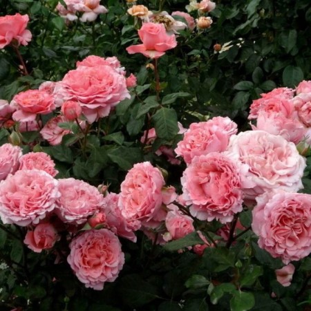 Seedling rose Parkovy "Laurent Kabol", tube, 1 pc, spring 2025