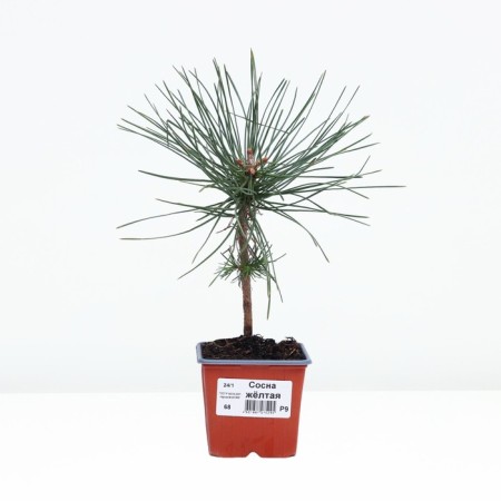Yellow pine, p9, spring 2024-1