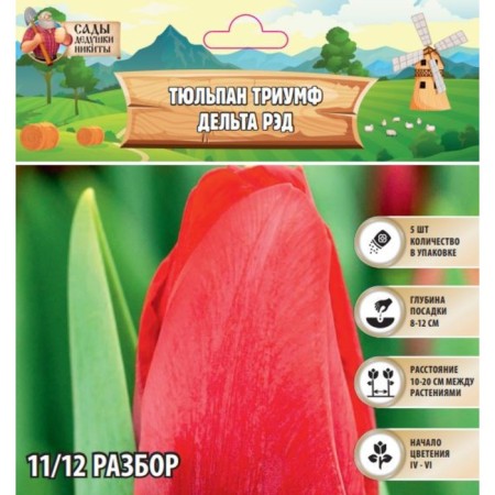 Tulip Triumph Delta RED, rr 11/12, 5 pcs, autumn 2024