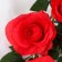 Artificial flowers "Rosa Jeanne" 10x61 cm, red