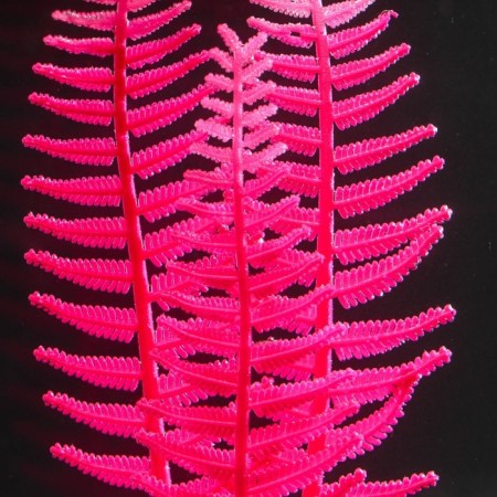 Silicone Aquarium plant, glowing in the dark, 8 x 23 cm, pink-2