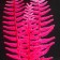 Silicone Aquarium plant, glowing in the dark, 8 x 23 cm, pink