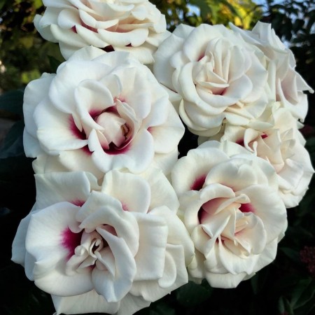 Seedling rose "Brideceide", tube, spring 2025