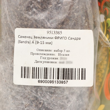 Frigo Sandra Strawberry seedling (Sandra) a (9-15 mm), 5 pcs-3