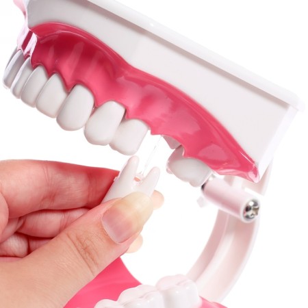 Game set "Human Jaw Model", 12 × 9 cm, with a brush, a mix of a mix-8