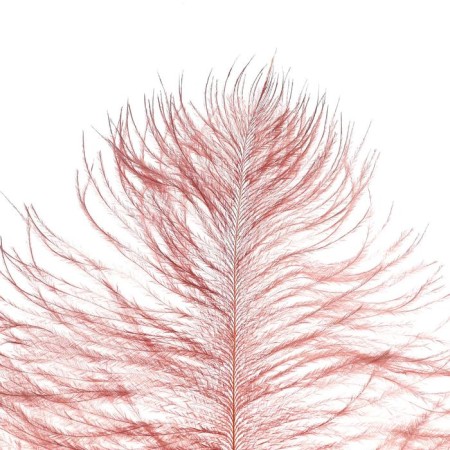 Feather for decor, length from 45 to 50 cm, color powder-violet-1
