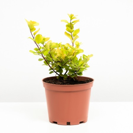 Spirea birch-rod torus, s2 pot, H10-50 height, 1 pc, summer 2024-1