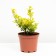 Spirea birch-rod torus, s2 pot, H10-50 height, 1 pc, summer 2024