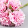 Flowers for decorating "Astra Pale pink" 1 bouquet = 6 colors 10 cm