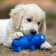 Grunting toy "cheerful pig" for dogs, 15 cm, blue