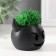 Cashpo concrete "devil" 6.5x6x5.5 cm black with moss (moss green. Stabiliz.)