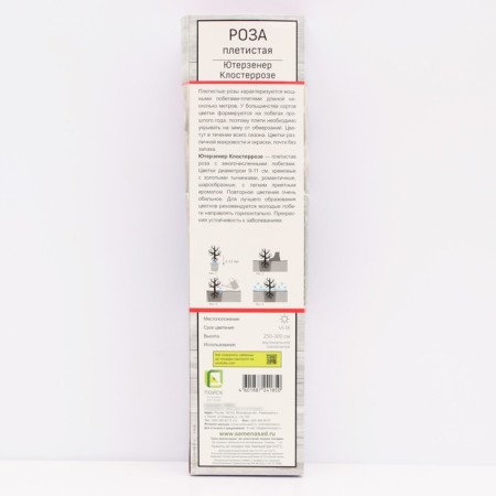 Seedling rose Plesy "Yutersen Klosterrose", tube, 1 pc, spring 2025-1