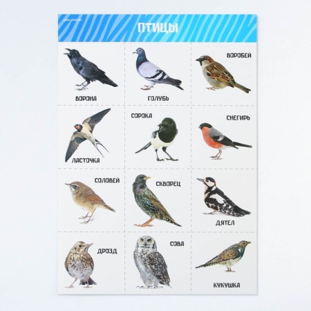 A set of training posters "Study the world", 10 in 1, A4-32